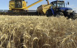 Hơn 700 nghìn tấn hàng từ Ukraine đổ bộ Việt Nam trong năm 2025, là mặt hàng nước ta gần như không trồng được