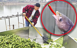 Nghe như đùa: Ao cá tại Trung Quốc được cho ăn 5 tấn ớt mỗi ngày, điểm lạ chỉ lộ ra khi thu hoạch