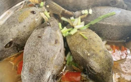 "Quái ngư" có hình hài đáng sợ ở vùng biển miền Trung, nhìn ghê nhưng được săn lùng dù giá tiền triệu