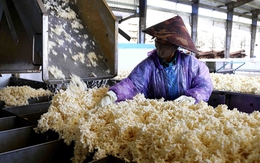 Hàng chục nghìn tấn 'vàng trắng' của Việt Nam ồ ạt đổ bộ quốc gia láng giềng: 1/3 thế giới ưa chuộng, diện tích trồng hơn 900.000 ha