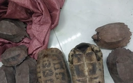 Phát hiện 8 cá thể rùa quý hiếm ven đường ở Đắk Lắk