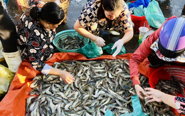 Mẹ chồng "ngồi vẽ" cho con dâu cách tiết kiệm mà nàng dâu chỉ biết "á với ố"