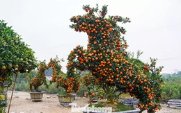 Độc lạ quýt hình ngựa có giá hàng chục triệu đồng ở thủ phủ cây cảnh Hưng Yên