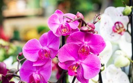 Hoa lan nở đẹp chưa từng thấy khi được tưới bằng 2 loại nước này: Cực dễ làm