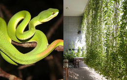 6 cây dụ rắn vào nhà