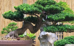 Lưỡi hổ hay kim tiền cũng không bằng 3 cây này: “Của để dành” trong nhà, càng trồng càng có lộc