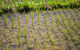 Sau Ấn Độ, Thái Lan, Việt Nam đón thêm đối thủ gạo mới: Xuất khẩu vừa tăng hơn 50%, từ Á đến Âu đang đua nhau mua hàng