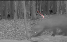 Lần theo đoạn video chỉ vài giây, chuyên gia hân hoan tìm thấy loài vật từng "tuyệt chủng" hơn 100 năm