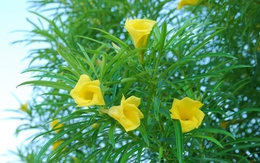 3 loại cây dù thích tới đâu cũng không nên trồng trong vườn nhà vào năm 2026