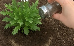 Rắc thứ này ra vườn, sâu hại không dám bén mảng, cây cối xanh tươi bất ngờ