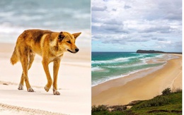Phát hiện cô gái 19 tuổi tử vong trên bãi biển nổi tiếng với 10 con chó hoang xung quanh