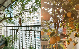 Ban công nhà giàu thường đặt 5 loại cây này để trấn giữ của cải, tiền bạc ở lại lâu hơn