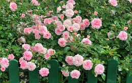 Hoa hồng sẽ nở rực rỡ suốt mùa hè nếu bạn làm việc này ngay bây giờ