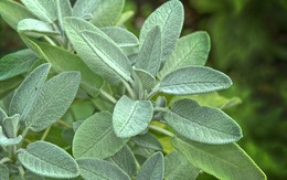 7 loại cây nên trồng trong vườn nhà để có một năm sung túc và may mắn