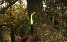 Loại trà gần 700 triệu đồng/kg ở Việt Nam: Sống ở độ cao trên 1.500 m, có tới 3 lý do khiến giá đắt đỏ