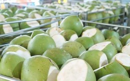 Không phải sầu riêng, một báu vật triệu đô của Việt Nam khiến Trung Quốc, Mỹ cực mê: Xuất khẩu hơn 1 tỷ USD, diện tích trồng gần 200.000 ha