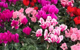 3 loại cây phát triển rất tốt trong mùa đông - số 3 "không thể phá hủy"