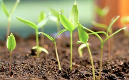 Vứt thứ này ra vườn mùa đông, tự nhiên vài tháng sau có quả ăn miễn phí