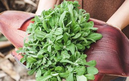 Từng bị coi là cỏ dại, 5 loại rau này được săn lùng như "đặc sản thiên nhiên": Ăn đúng rất tốt cho sức khỏe