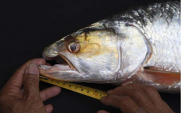 Lần theo dấu vết của cá thể lạ, láng giềng Việt Nam bất ngờ phát hiện loài vật "tuyệt chủng" gần 20 năm