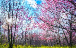 Hoa anh đào nở sớm, gọi xuân về vùng đất biên cương Điện Biên