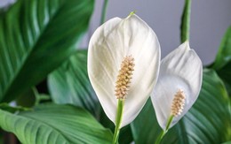 Cây lan ý “rất thích” loại nước này, biết tưới thì cây ra cực nhiều hoa