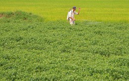 Việt Nam sở hữu loại quả ‘một vốn mười lời’ được Lào, Trung Quốc đua nhau săn đón: thu về tiền tỷ, sản lượng mỗi năm hàng trăm nghìn tấn