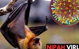 Virus Nipah bùng phát tại Ấn Độ, các nước láng giềng đồng loạt nâng mức cảnh giác: Cảnh báo loại virus chết người, không có cách chữa khỏi