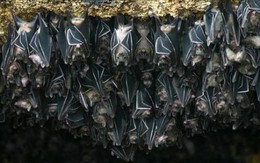 Cảnh báo: Tìm thấy loài dơi mang virus Nipah nhiều nhất ở nơi này – Có người chủ quan thường tới, ngủ lại