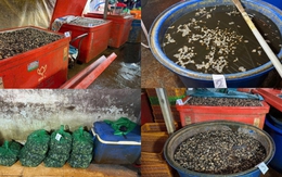 Rùng mình cận cảnh “lò” ngâm 3.000 tấn thịt ốc bươu bằng 500 tấn hóa chất sản xuất xi măng ở TP.HCM