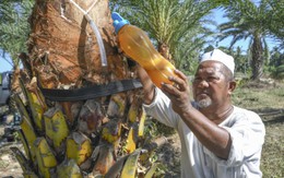 Nghi nữ điều dưỡng tại Ấn Độ nhiễm virus Nipah do uống mật chà là