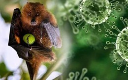 Cần làm gì để phòng tránh virus Nipah?