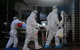 Bộ Y tế chỉ đạo khẩn về vi rút Nipah