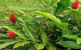 Tìm thấy hoạt chất chống ung thư từ cây mọc dại phổ biến