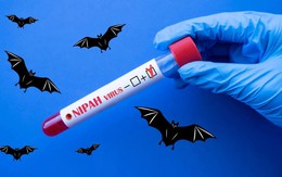 Bác sĩ bệnh viện tuyến đầu nói thẳng về virus Nipah