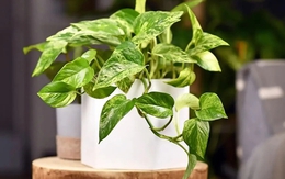 5 loại cây nên có trong nhà, đặt đâu cũng "hút" vượng khí