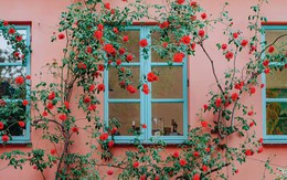 5 loại cây cần được cắt tỉa trước khi tháng 1 kết thúc