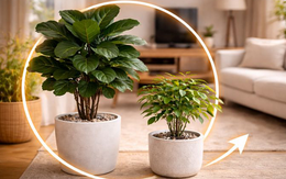 Ông bà dặn: Cây này tuyệt đối không đặt giữa nhà, nhiều người vẫn vô tư trồng rồi than "tiền vào bao nhiêu cũng trôi"