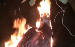 Xôn xao đoạn video phượng hoàng lửa đột ngột xuất hiện trong đêm tối, mạng xã hội chia rẽ thành 2 phe