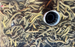 Nuôi loài cá dân dã được ví là "nhân sâm dưới nước" theo cách 'đặc biệt': Anh nông dân có thu về 6,6 tỷ/năm