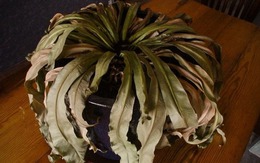 5 dấu hiệu nhận biết phong thủy nhà đang suy yếu, tiền trôi tuột như nước chảy qua kẽ tay