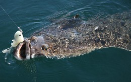 Cậu bé 13 tuổi oằn mình kéo "thủy quái" nặng hơn cả cơ thể giữa biển khơi, khoảnh khắc ai cũng nín thở