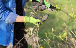 Sắp kết thúc tháng 1, đây là 7 loại cây cần cắt tỉa gấp