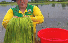 Đặc sản trời cho miền Tây, cả nước trầm trồ