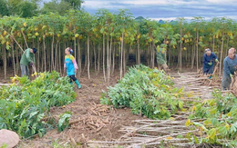 Không phải gạo hay sầu riêng, 'vàng dưới lòng đất' của Việt Nam được Trung Quốc săn lùng đến 94%: Giá xuất khẩu lao dốc mạnh, nước ta sản xuất 18 triệu tấn mỗi năm