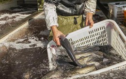 Mùa đông có 4 loại cá “dễ ngậm kim loại nặng” nên ăn ít, tiểu thương cảnh báo rẻ mấy cũng đừng mua