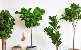 3 loại cây được cho là lọc không khí nhưng không nên trồng trong nhà