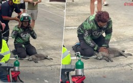 Nam shipper quỳ gập gối bên đường cố cứu mèo trong vụ cháy chung cư: Clip lan truyền chóng mặt, danh tính được truy tìm