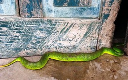 5 con đường dẫn rắn vào nhà