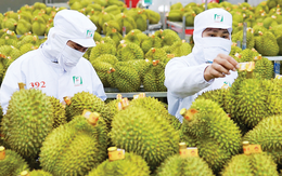 Cuộc đua sầu riêng tại Trung Quốc: Việt Nam áp sát Thái Lan, tiến gần tới mốc 50% thị phần